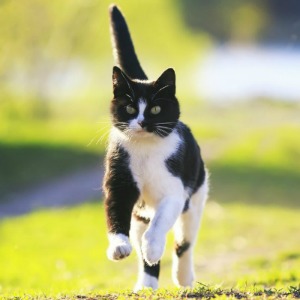 Cat Running